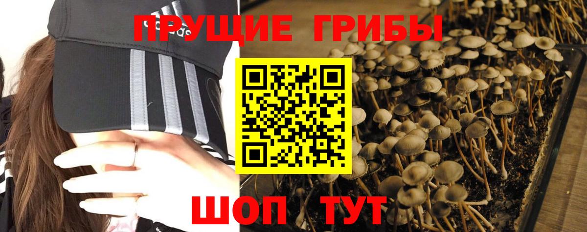 Галлюциногенные грибы Cubensis Краснознаменск